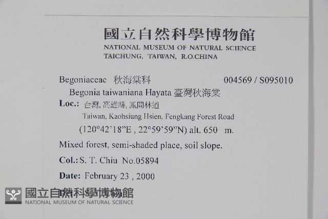 臺灣秋海棠藏品圖，第2張