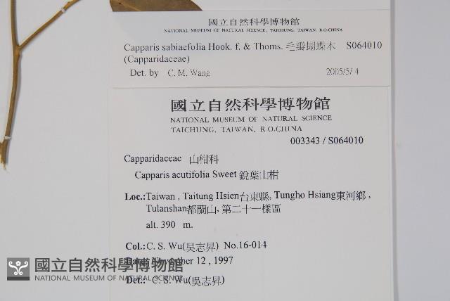 毛瓣蝴蝶木藏品圖，第2張