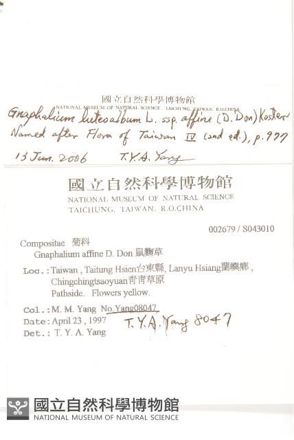 鼠麴草藏品圖，第5張