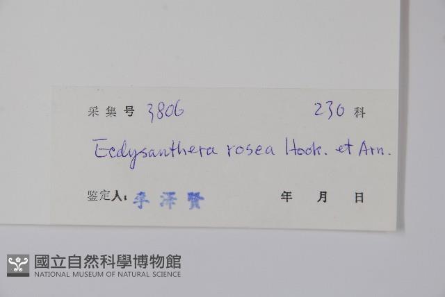 酸藤藏品圖，第2張