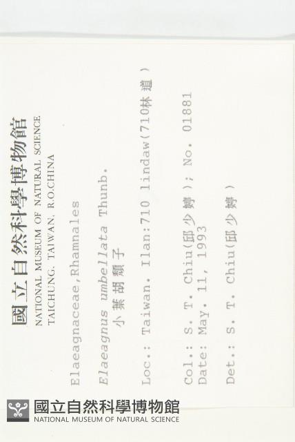 小葉胡頹子藏品圖，第2張