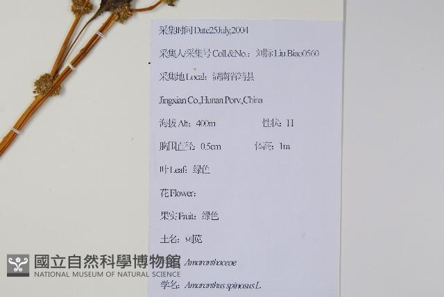 刺莧藏品圖，第2張