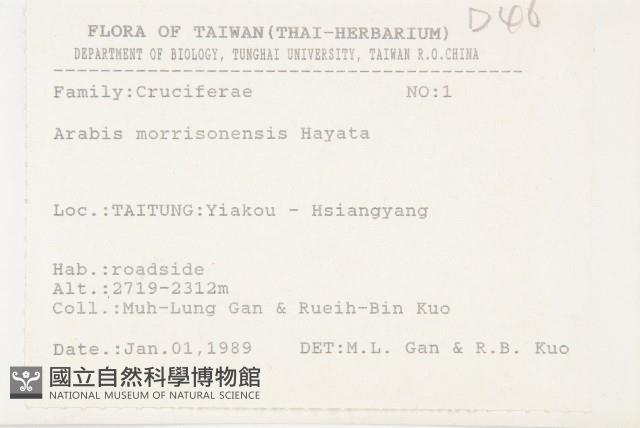 玉山筷子芥藏品圖，第2張