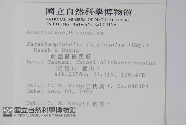 曲莖馬藍藏品圖，第2張