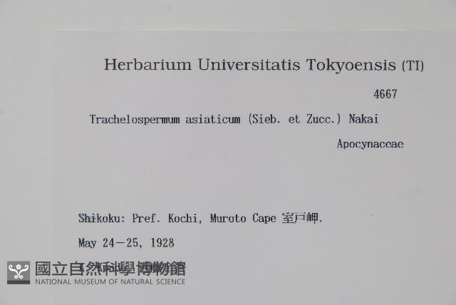 亞洲絡石藏品圖，第2張