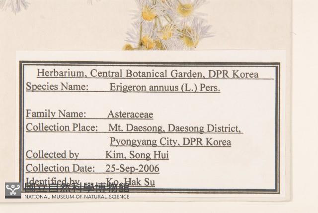 白頂飛蓬藏品圖，第2張