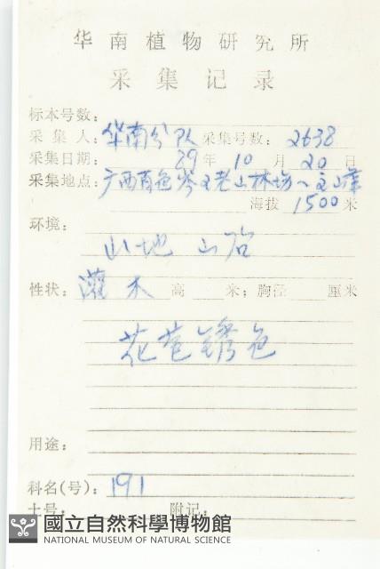 巴東胡頹子藏品圖，第2張