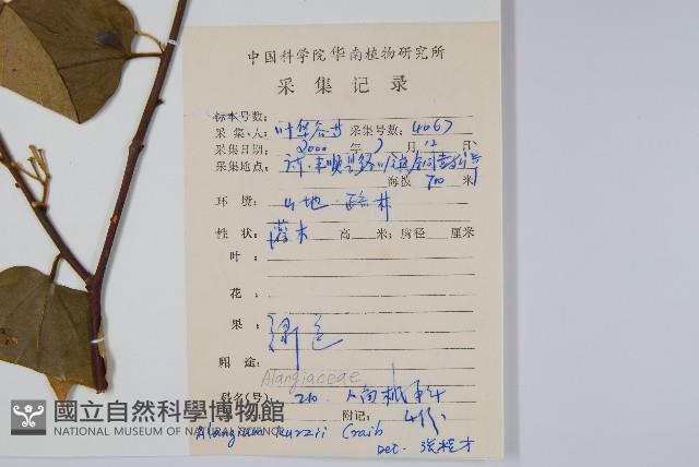 長毛八角楓藏品圖，第2張