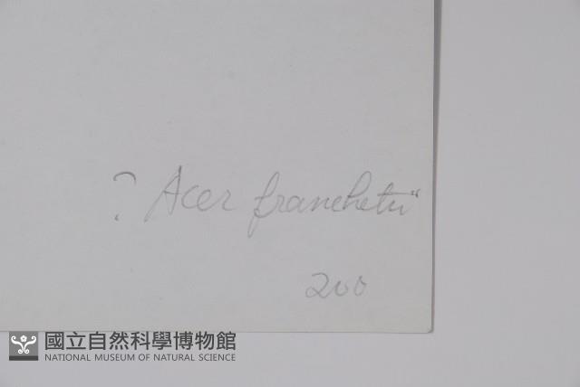 毛果槭藏品圖，第2張