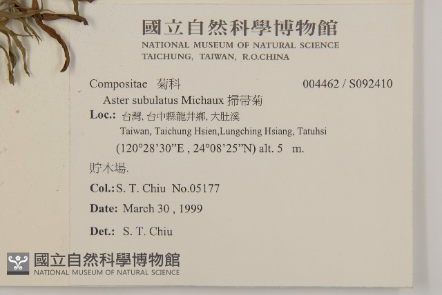掃帚菊藏品圖，第2張