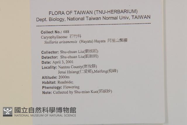 阿里山繁縷藏品圖，第2張