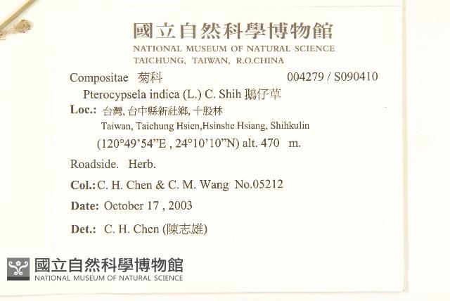 鵝仔草藏品圖，第2張