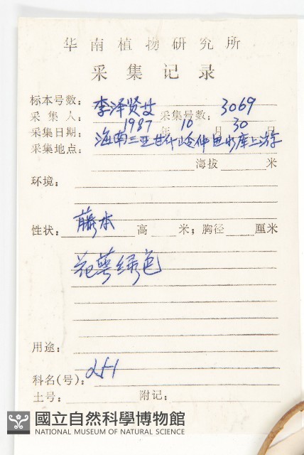 夜花薯藤藏品圖，第2張