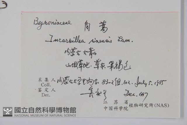 角蒿藏品圖，第2張