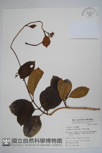 爬森藤藏品圖，第4張