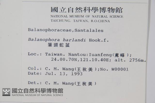 筆頭蛇菰藏品圖，第2張