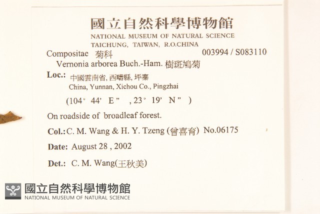 樹斑鳩菊藏品圖，第2張