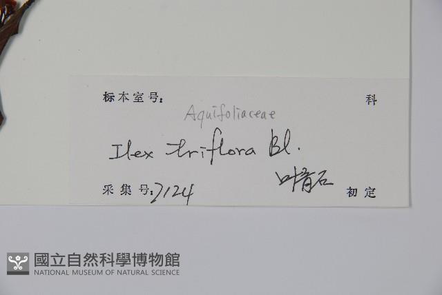 三花冬青藏品圖，第2張