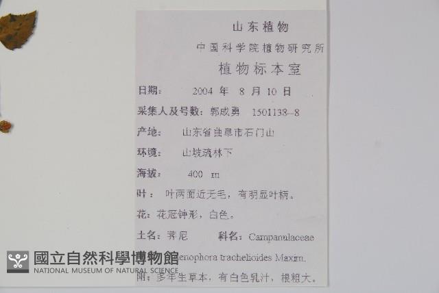 薺苨藏品圖，第2張