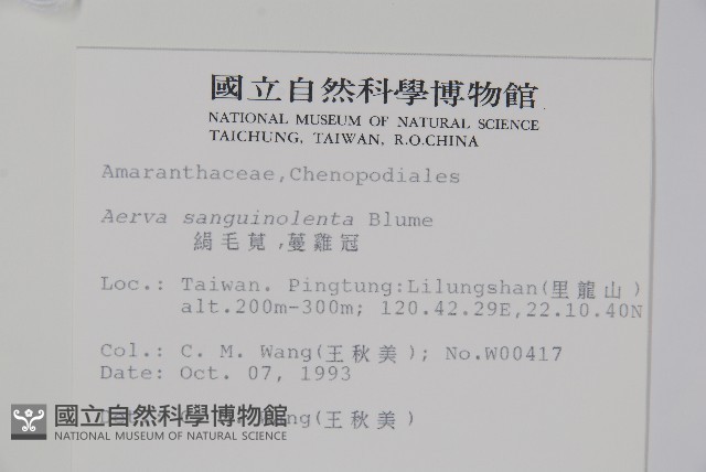 蔓雞冠、絹毛莧藏品圖，第2張