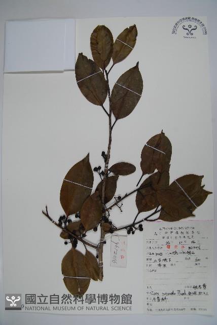 鐵冬青藏品圖，第1張