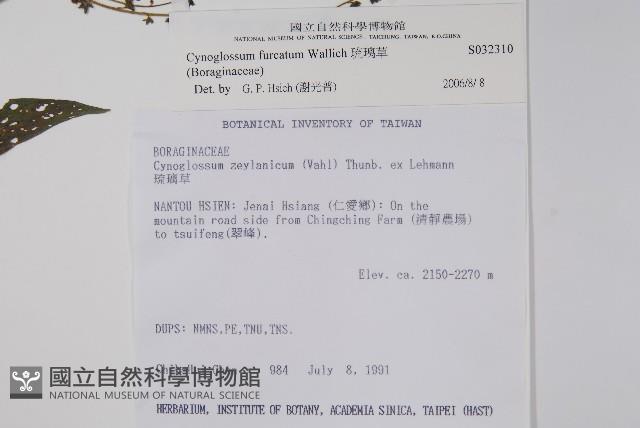 琉璃草藏品圖，第2張