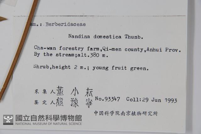 南天竹、天竹、蘭天竹藏品圖，第2張