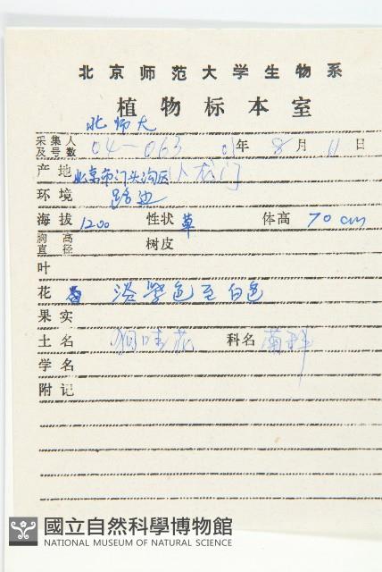 狗娃花藏品圖，第2張