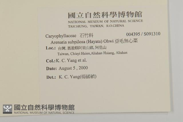 亞毛無心菜藏品圖，第2張