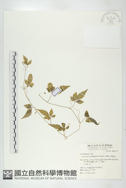 絞股藍藏品圖，第1張