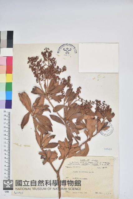 臺灣馬醉木藏品圖，第1張