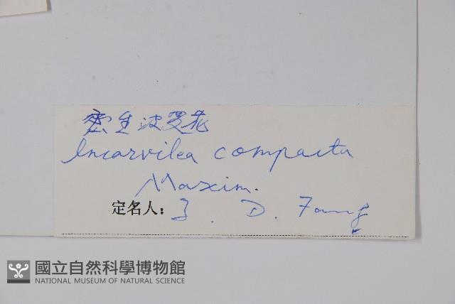 全緣角蒿藏品圖，第2張