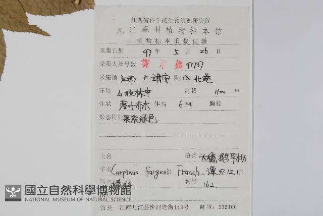 大穗鵝耳櫪藏品圖，第2張