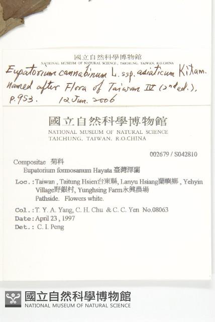 台灣澤蘭藏品圖，第2張