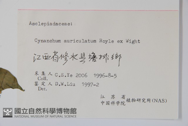 牛皮消藏品圖，第2張