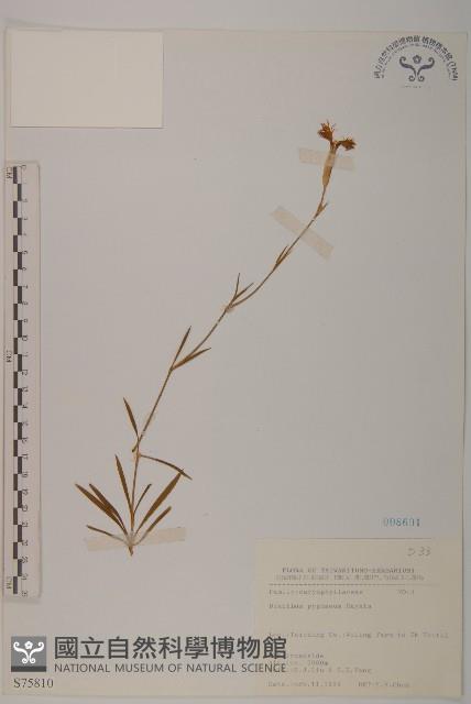 玉山石竹藏品圖，第1張