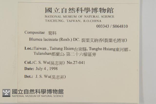 裂葉艾納香藏品圖，第2張