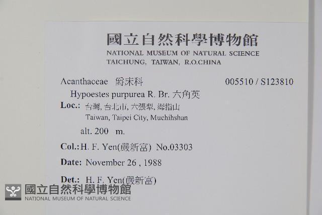 六角英, 槍刀菜藏品圖，第2張