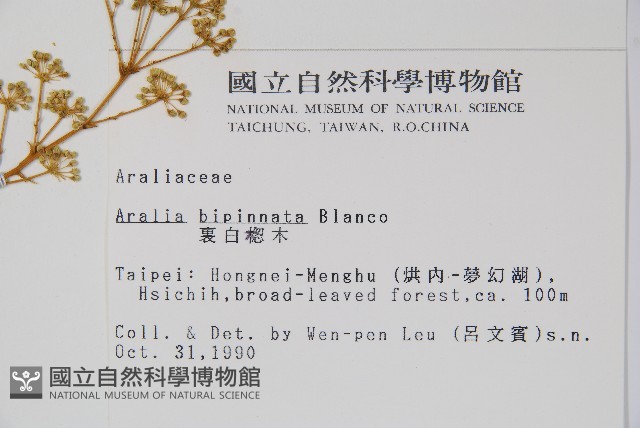 裡白蔥木藏品圖，第5張