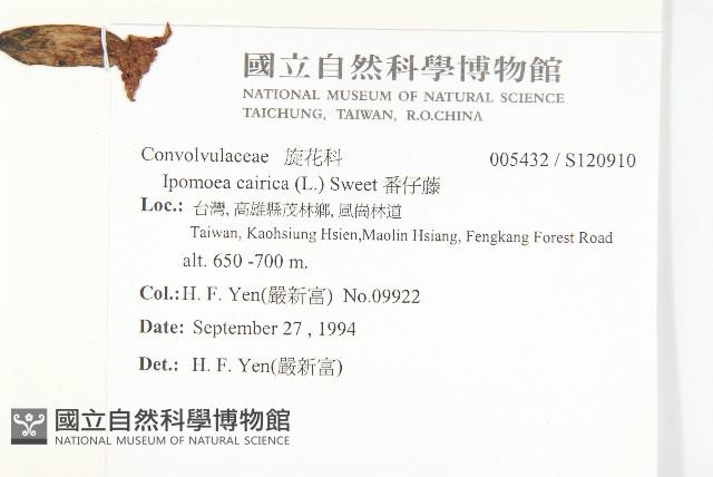 番仔藤藏品圖，第2張