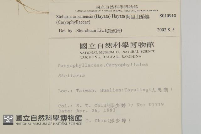 阿里山繁縷藏品圖，第2張