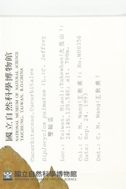 雙輪瓜藏品圖，第2張