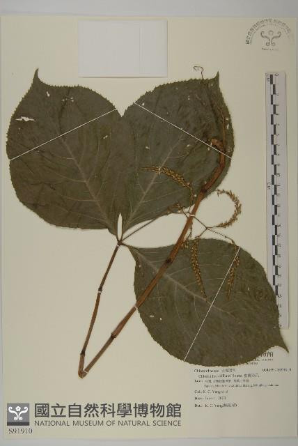 臺灣及己藏品圖，第1張