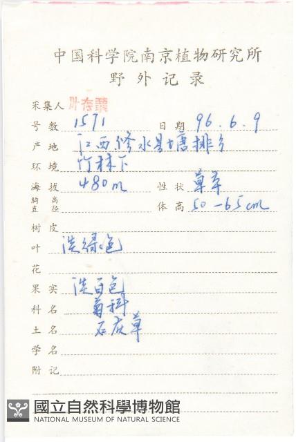 泥胡菜藏品圖，第2張