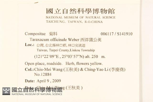 西洋蒲公英藏品圖，第2張