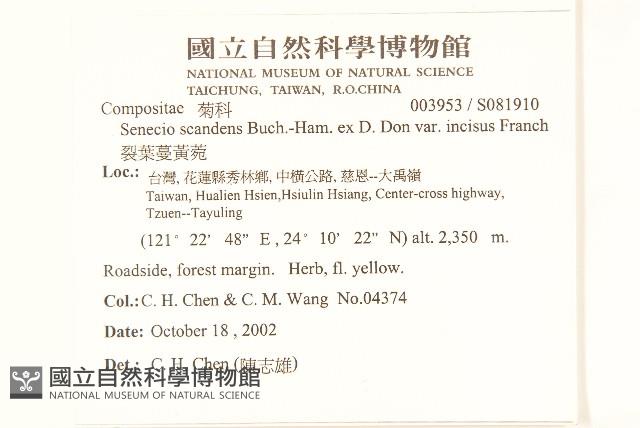 裂葉蔓黃菀藏品圖，第2張