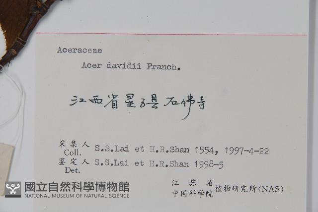 青榨槭藏品圖，第2張