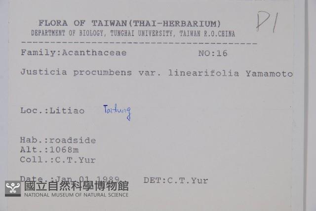 狹葉爵床藏品圖，第2張