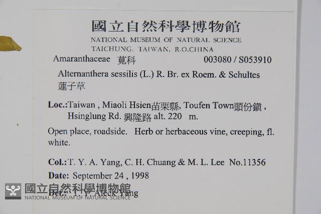 Narrow-leaved alternanthera Collection Image, Figure 2, Total 2 Figures