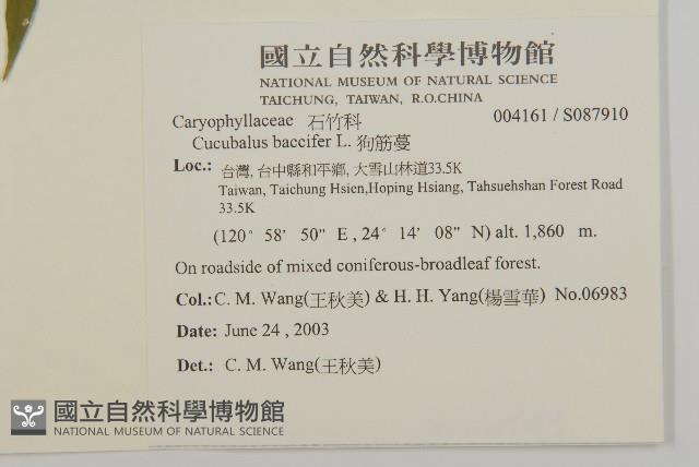 狗筋蔓藏品圖，第2張